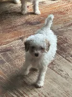 fred, a male Poodle - Miniature  for sale in Ellenville, NY – 5 of 5