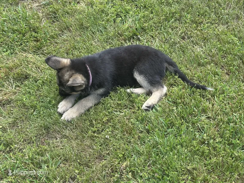 Sarge – German Shepherd Dog puppy for sale in Ellenville, NY