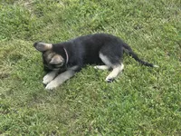 Sarge, a male German Shepherd Dog for sale in Ellenville, NY – 1 of 5