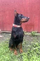 souki, a female Doberman Pinscher for sale in Ellenville, NY – 2 of 4