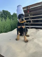 ROSIE , a male Doberman Pinscher for sale in Ellenville, NY – 2 of 3