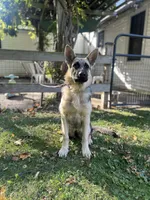 MOLLY, a female German Shepherd Dog for sale in Ellenville, NY – 4 of 5