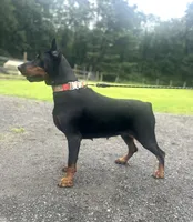 souki, a female Doberman Pinscher for sale in Ellenville, NY – 4 of 4
