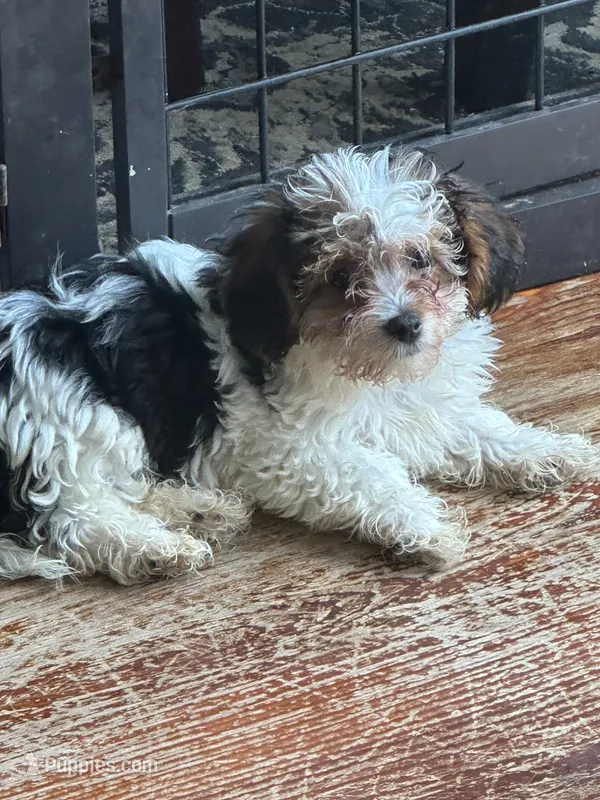 charlie  – Yorkshire Terrier, Poodle - Miniature  puppy for sale in Ellenville, NY