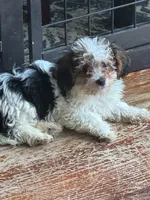 charlie , a male Yorkshire Terrier and Poodle - Miniature  for sale in Ellenville, NY – 1 of 2