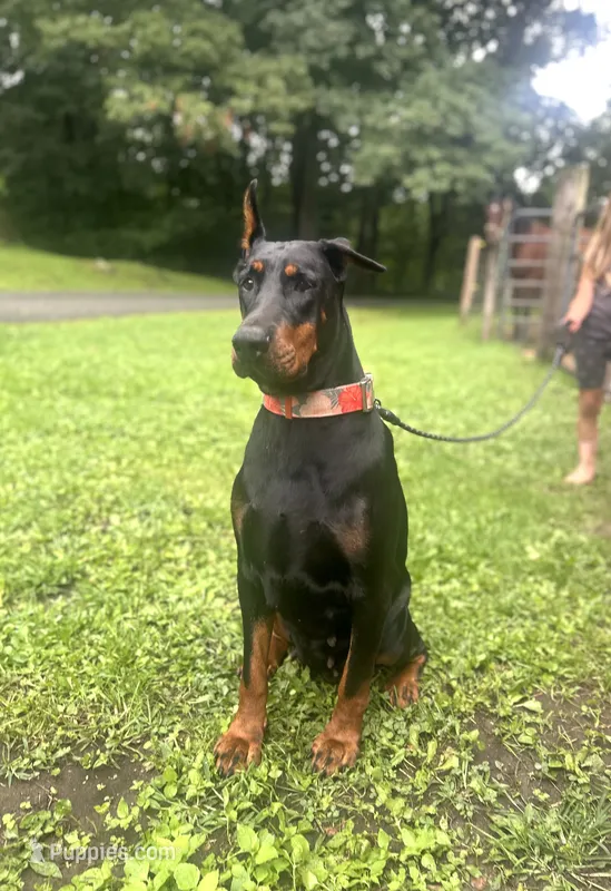 souki – Doberman Pinscher puppy for sale in Ellenville, NY