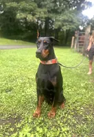 souki, a female Doberman Pinscher for sale in Ellenville, NY – 1 of 4