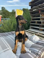 STARR, a female Doberman Pinscher for sale in Ellenville, NY – 4 of 4