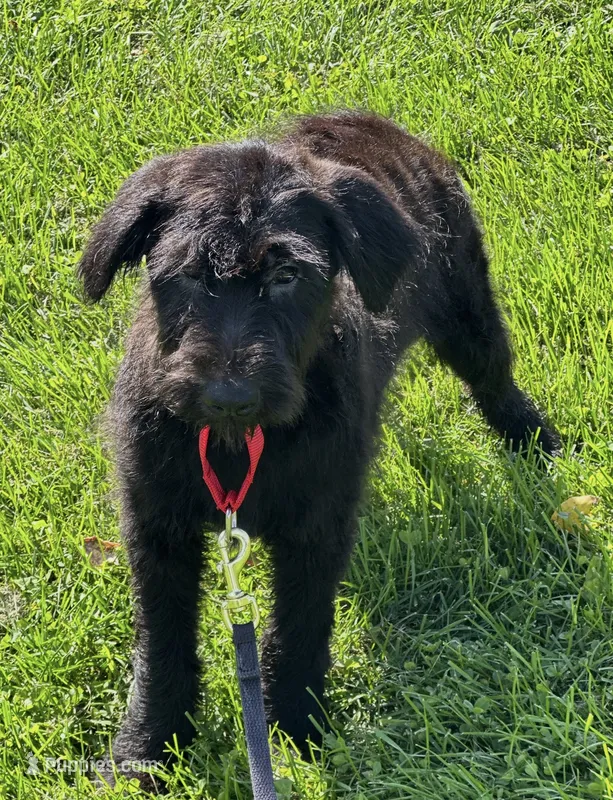 Duncan  – German Shepherd Dog, Portuguese Water Dog puppy for sale in Ellenville, NY