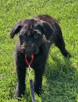 Duncan , a male German Shepherd Dog and Portuguese Water Dog for sale in Ellenville, NY – 1 of 3
