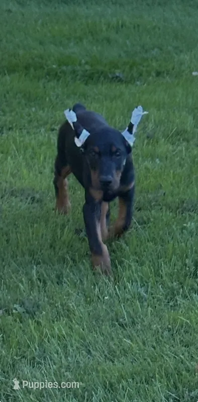 RANSOM – Doberman Pinscher puppy for sale in Ellenville, NY