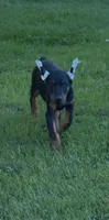 RANSOM, a male Doberman Pinscher for sale in Ellenville, NY – 1 of 4