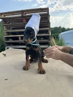 winston , a male Doberman Pinscher for sale in Ellenville, NY – 3 of 3