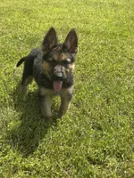 Sarge, a male German Shepherd Dog for sale in Ellenville, NY – 5 of 5