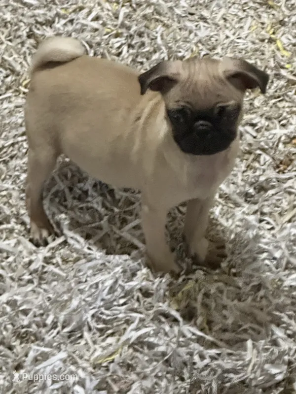 LAYLA – Pug puppy for sale in Ellenville, NY