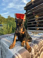 Harper , a female Doberman Pinscher for sale in Ellenville, NY – 4 of 5