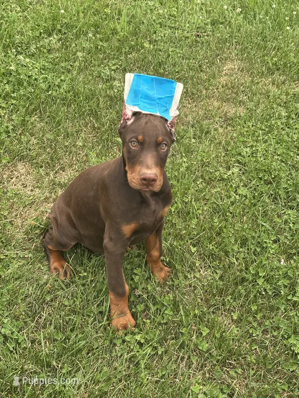 Turbo  – Doberman Pinscher puppy for sale in Ellenville, NY