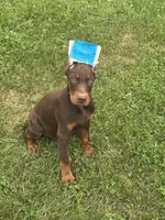 Turbo , a male Doberman Pinscher for sale in Ellenville, NY – 1 of 6