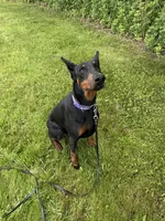 Bagheera, a female Doberman Pinscher for sale in Ellenville, NY – 2 of 4