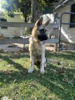 MOLLY, a female German Shepherd Dog for sale in Ellenville, NY – 3 of 5