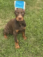 Turbo , a male Doberman Pinscher for sale in Ellenville, NY – 5 of 6