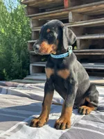 ozzy, a male Doberman Pinscher for sale in Ellenville, NY – 2 of 4