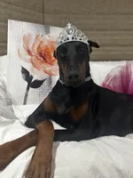 RED BOY IN NY, a male Doberman Pinscher for sale in Ellenville, NY – Photo 3 of 5