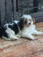 charlie , a male Yorkshire Terrier and Poodle - Miniature  for sale in Ellenville, NY – 2 of 2