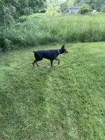 Bagheera, a female Doberman Pinscher for sale in Ellenville, NY – 3 of 4