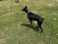 Bagheera, a female Doberman Pinscher for sale in Ellenville, NY – 4 of 4