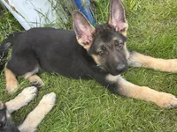 Sarge, a male German Shepherd Dog for sale in Ellenville, NY – 2 of 5