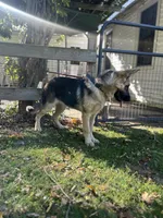 MOLLY, a female German Shepherd Dog for sale in Ellenville, NY – 5 of 5