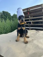 ROSIE , a male Doberman Pinscher for sale in Ellenville, NY – 3 of 3