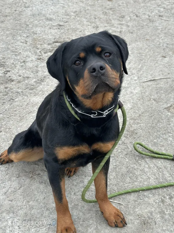 WILLOW  – Rottweiler puppy for sale in Ellenville, NY