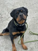WILLOW , a female Rottweiler for sale in Ellenville, NY – 1 of 1