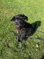 Duncan , a male German Shepherd Dog and Portuguese Water Dog for sale in Ellenville, NY – 3 of 3