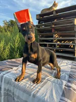 Harper , a female Doberman Pinscher for sale in Ellenville, NY – 5 of 5