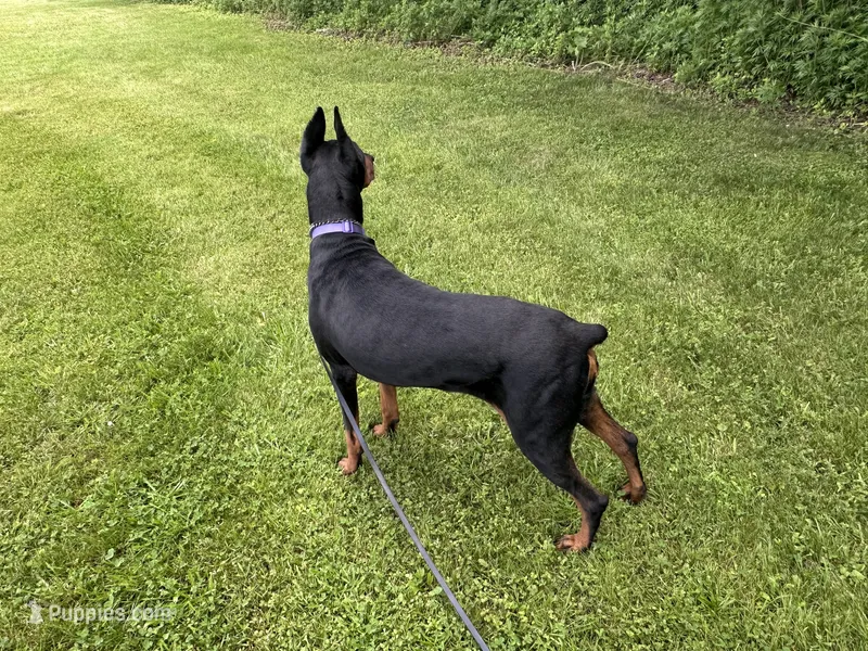 Bagheera – Doberman Pinscher puppy for sale in Ellenville, NY