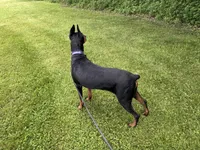 Bagheera, a female Doberman Pinscher for sale in Ellenville, NY – 1 of 4