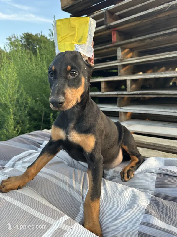 STARR – Doberman Pinscher puppy for sale in Ellenville, NY