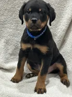 processed/21362793-ff88-4ed9-8cca-0ca0f97d15b4/listing/d87d8c57-7e33-4f82-9242-4f9cbcb2ed4a/595a886b-c893-4be9-9ee1-d2ba798404b9