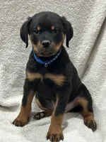 processed/21362793-ff88-4ed9-8cca-0ca0f97d15b4/listing/d87d8c57-7e33-4f82-9242-4f9cbcb2ed4a/a760ce4e-d50d-4cd9-a07f-f19a48f58133