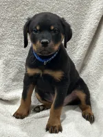 processed/21362793-ff88-4ed9-8cca-0ca0f97d15b4/listing/d87d8c57-7e33-4f82-9242-4f9cbcb2ed4a/fea6a10c-d82a-420f-b1cf-2858efc889ac