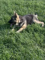 Zoie , a female German Shepherd Dog for sale in Ellenville, NY – 2 of 3
