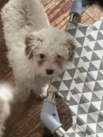 fred, a male Poodle - Miniature  for sale in Ellenville, NY – 2 of 5