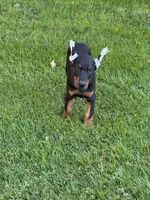 RANSOM, a male Doberman Pinscher for sale in Ellenville, NY – 4 of 4