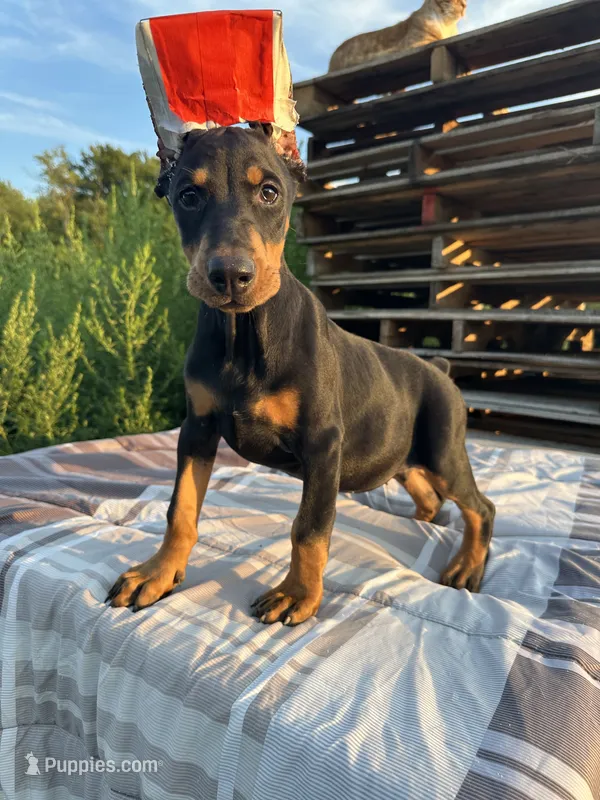 Harper  – Doberman Pinscher puppy for sale in Ellenville, NY