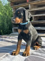 ozzy, a male Doberman Pinscher for sale in Ellenville, NY – 3 of 4