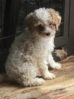 brutus , a male Poodle - Miniature  for sale in Ellenville, NY – 4 of 5