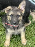 Zoie , a female German Shepherd Dog for sale in Ellenville, NY – 2 of 2